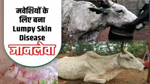 उत्तराखंड: लम्पी स्किन डिजीज ने ली 68 पशुओं की जान, हरिद्वार, देहरादून व पौड़ी में ज्यादा मामले