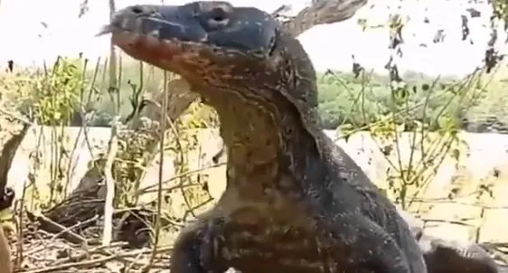 50 सेकंड में जिंदा बंदर गया इस जानवर के अंदर, वीडियो देख सहम जाएंगे आप