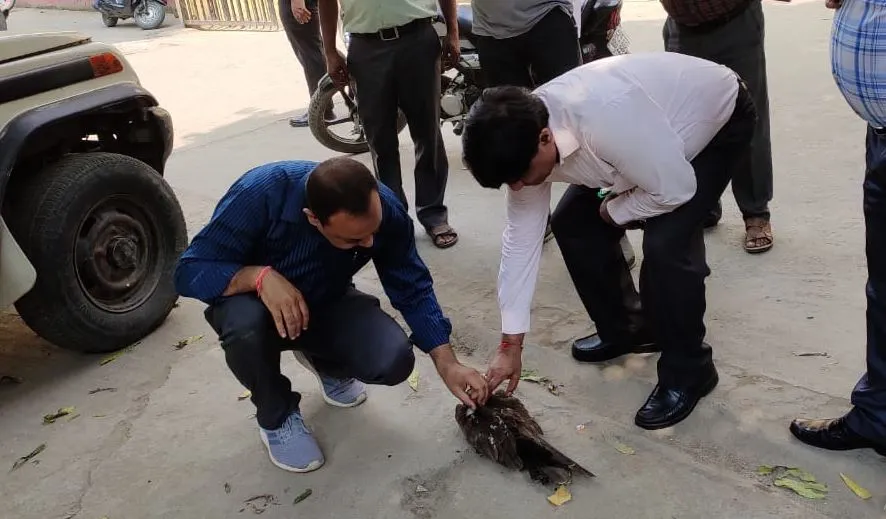 बरेली: चाइनीज मांझे से कटी चील की गर्दन, सीएमओ ने कराया इलाज