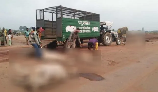 कटनी जिले में तेज रफ्तार ट्रक ने 12 गायों को कुचला, मौत