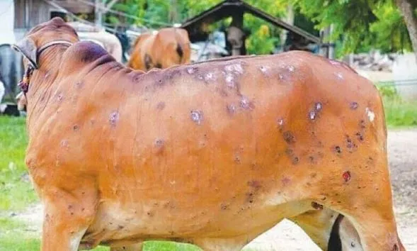 हिमाचल में बना लंपी वायरस का खतरा, कई गायों की हुई मौत, मचा हड़कंप