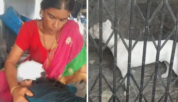 लखनऊ के बाद अब गुरुग्राम में पिटबुल ने महिला को बनाया निशाना, कुत्ते ने नोचकर किया लहूलुहान