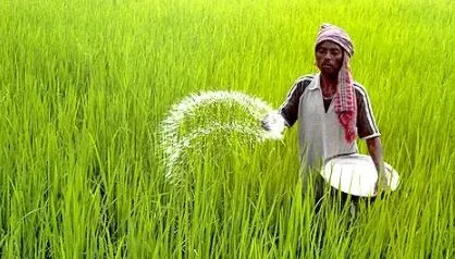 बरेली: गेहूं की तरह चावल खरीदकर नहीं खाना पड़ेगा महंगा, धान का रकबा बढ़ा