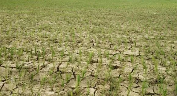 पीलीभीत: जिले को सूखाग्रस्त घोषित करने की मांग