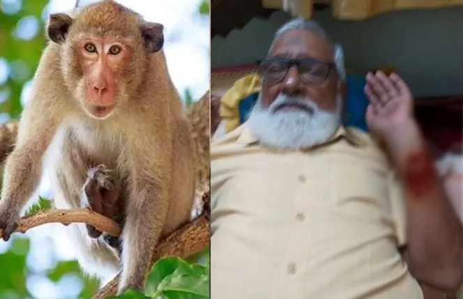 बरेली: गांधी उद्यान में बंदरों का आतंक, शिक्षक को किया लहूलुहान