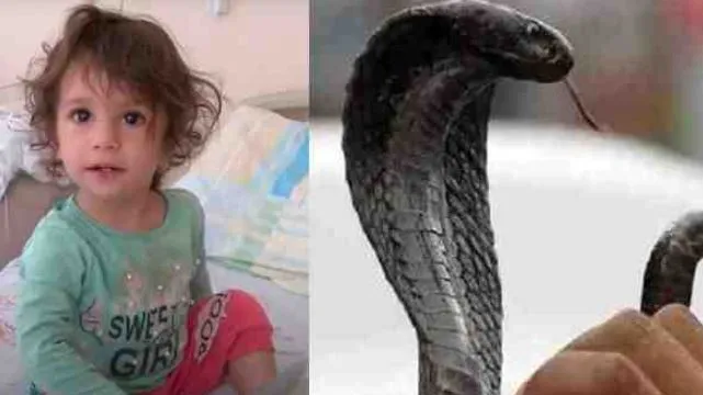 दो साल की मासूम को सांप ने काटा, बच्ची को आया गुस्सा, दांतों से चाबा-चबाकर मार डाला
