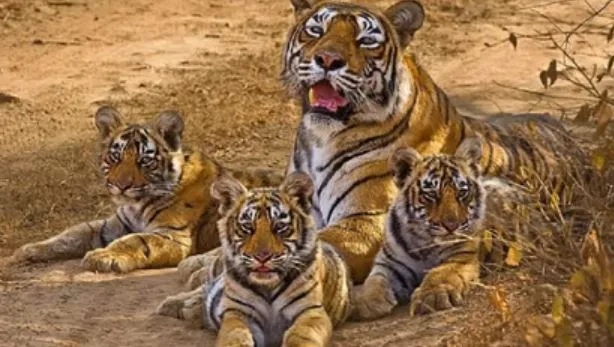 MP: ‘मौसी’ बाघिन अपनी मृत बहन के शावकों की जंगल में कर रही देखभाल 