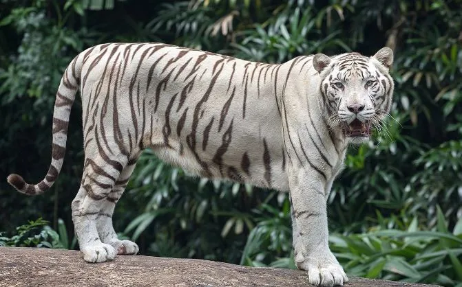 सफेद बाघों ने लोगों के साथ किया कुछ ऐसा, वीडियो देख थर्रा जाएंगे आप