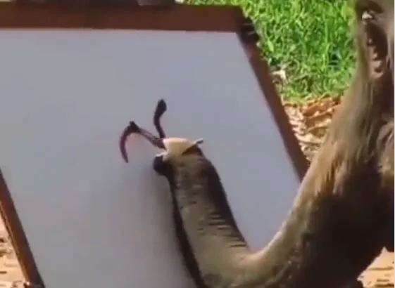 इस हाथी ने सूंड से बना दी सुंदर ड्राइंग, वीडियो देख दांतों तले दबा लेंगे उंगली