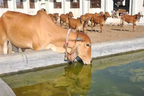 हमीरपुर : अब सीधे ग्राम प्रधानों के खाते में आएगा गौसंरक्षण के लिये पैसा