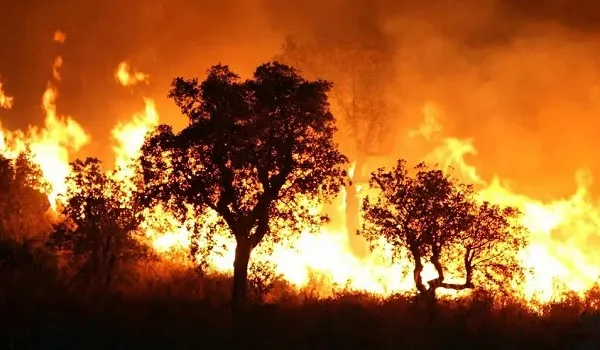 उत्तरी अल्जीरिया के जंगल में फैली आग, झुलसने से 26 लोगों की मौत