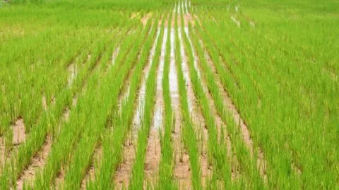 नैनीताल: धान की फसल पर मंडरा रहा बड़ा खतरा, कृषि वैज्ञानिकों ने सुझाए उपाय