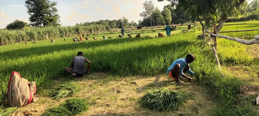 बाराबंकी : पशुओं के आतंक से त्रस्त किसानों ने काट ली अपनी हरी-भरी फसल