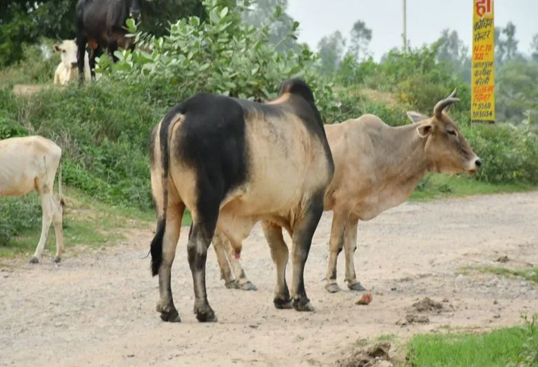 बरेली: आवारा गोवंशीय पशु बने मुसीबत, किसानों की फसल को पहुंचा रहे भारी नुकसान