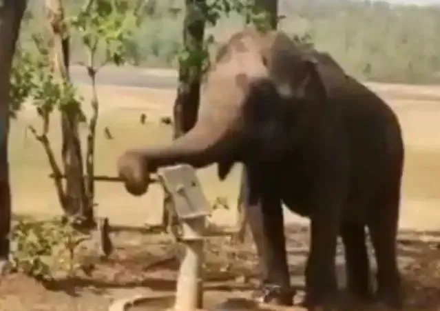 Viral Video: जल से खिलवाड़ करने वालों को हाथी ने दी बड़ी सीख, हैंडपंप चलाकर पिया पानी, देखिए वीडियो