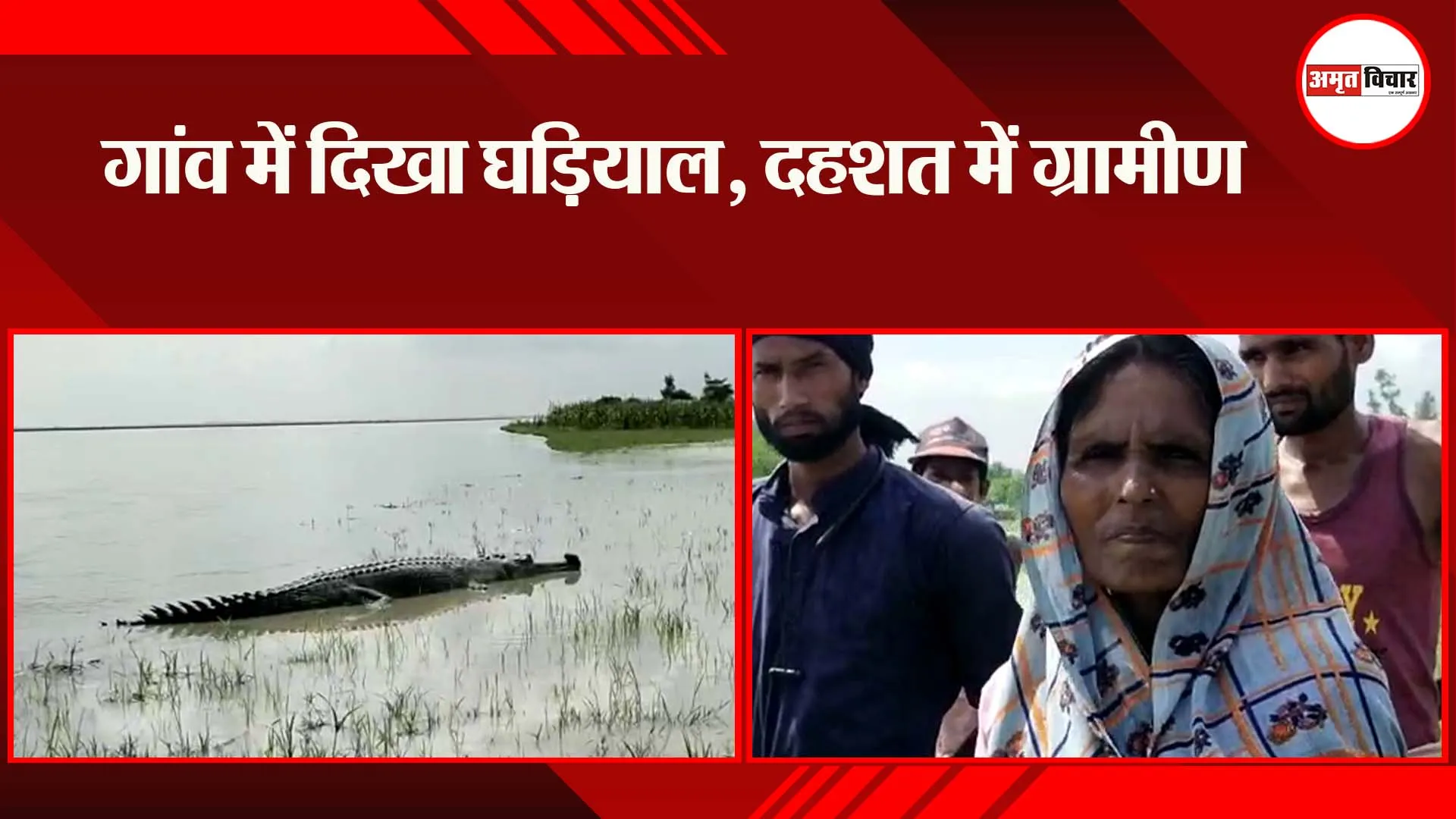 सीतापुर: गांव में दिखा घड़ियाल, दहशत में ग्रामीण