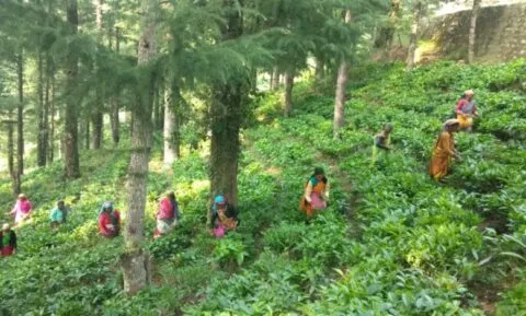 पर्यटकों के लिए आकर्षण का केंद्र बनेगा चंपावत का चाय बागान, सरकार ने बढ़ाया कदम