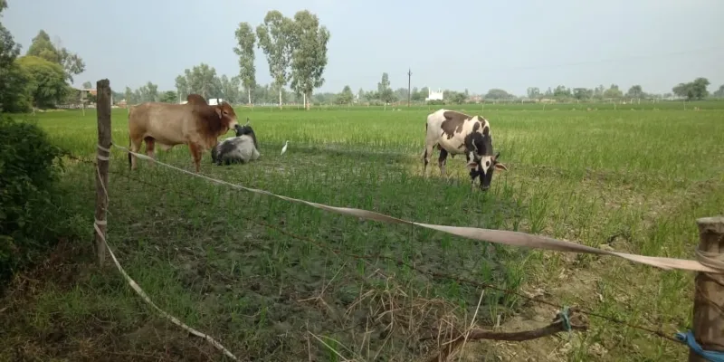 बाराबंकी : आवारा पशुओं के आतंक से हलकान हैं किसान, खेत में खड़ी फसल की दिन-रात करते हैं निगरानी