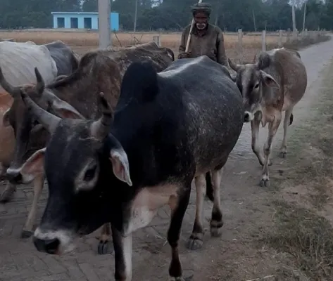 अयोध्या : खुद बदहाल, फिर भी 25 साल से छुट्टा पशुओं की सेवा कर रहे बुजुर्ग कालिका