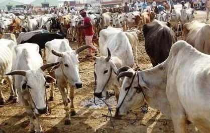 छत्तीसगढ़: धमतरी में पशुओं के परिवहन और पशु हाट-बाजार में पशु विक्रय पर लगा प्रतिबंध