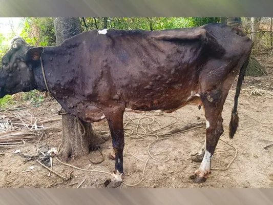 अलीगढ़ : जिले में लंपी स्किन डिजीज से 1630 पशु बीमार, प्रशासन ने जारी की गाइडलाइन