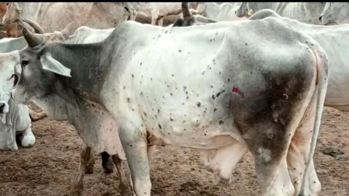अलीगढ़: लम्पी बीमारी के चलते तीन हजार से अधिक पशु बीमार