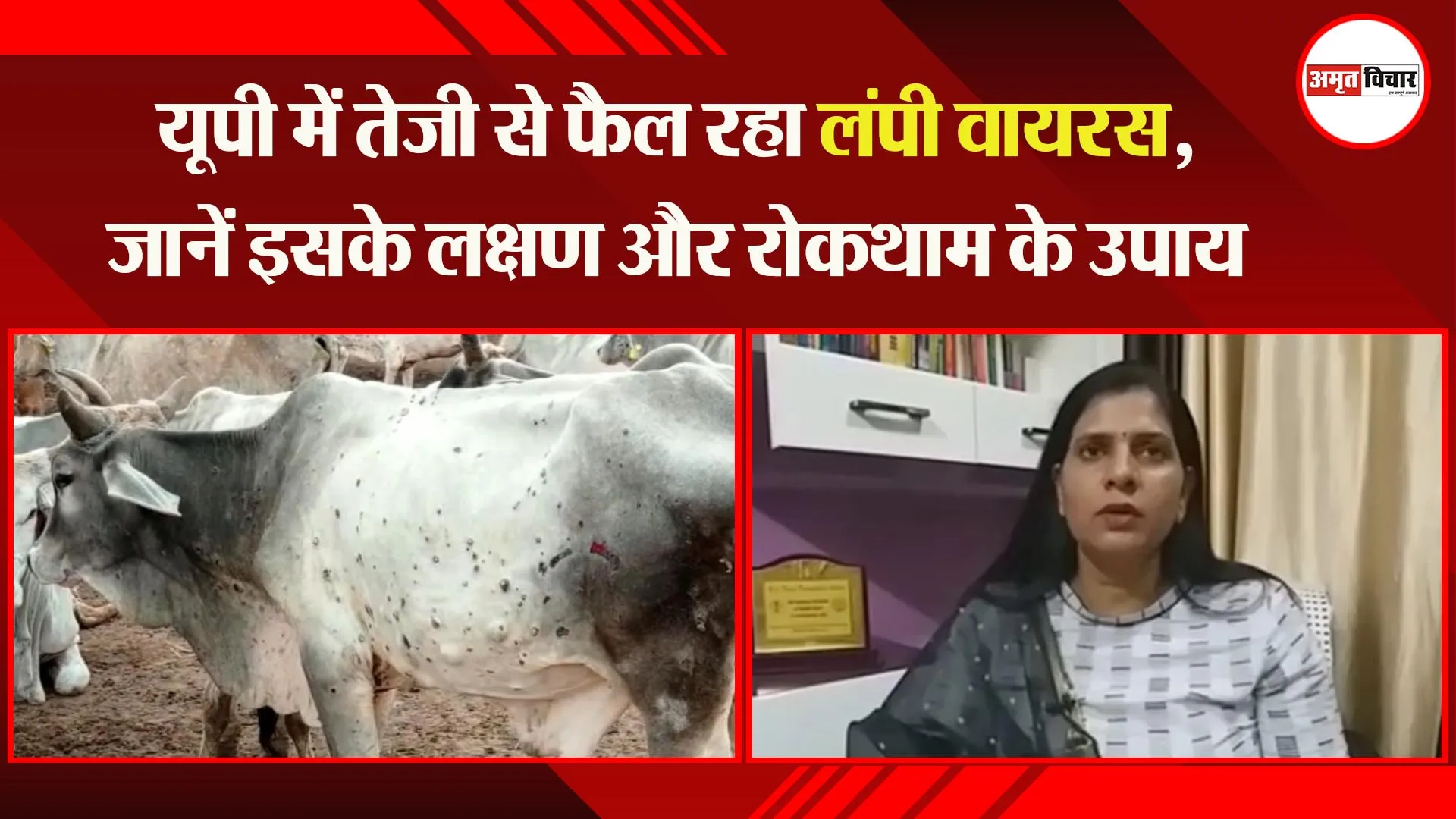 अयोध्या: यूपी में तेजी से फैल रहा लंपी वायरस, जानें इसके लक्षण और रोकथाम के उपाय