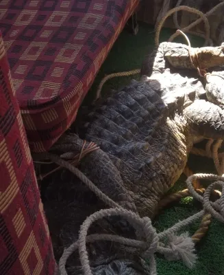 कानपुर : गंगा बैराज के पास मगरमच्छ मिलने से फैली दहशत, देखें वीडियो