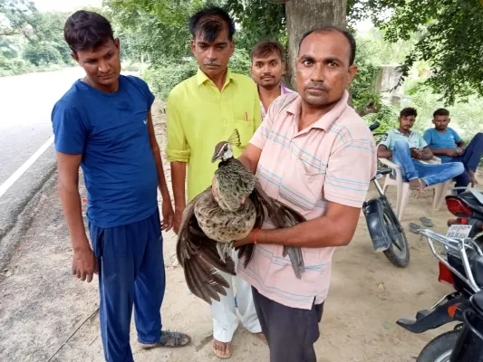 रायबरेली : दुर्घटना में घायल राष्ट्रीय पक्षी की मौत , वन विभाग करेगा अंतिम संस्कार