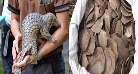 हल्द्वानी: 10 किलो पैंगोलिन शल्क के साथ तीन आरोपी पकड़े