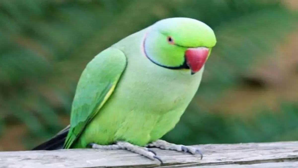 महाराष्ट्र: शिंदे ने अकबर के खिलाफ दर्ज करवाई पुलिस में रिपोर्ट, तोता बना कारण