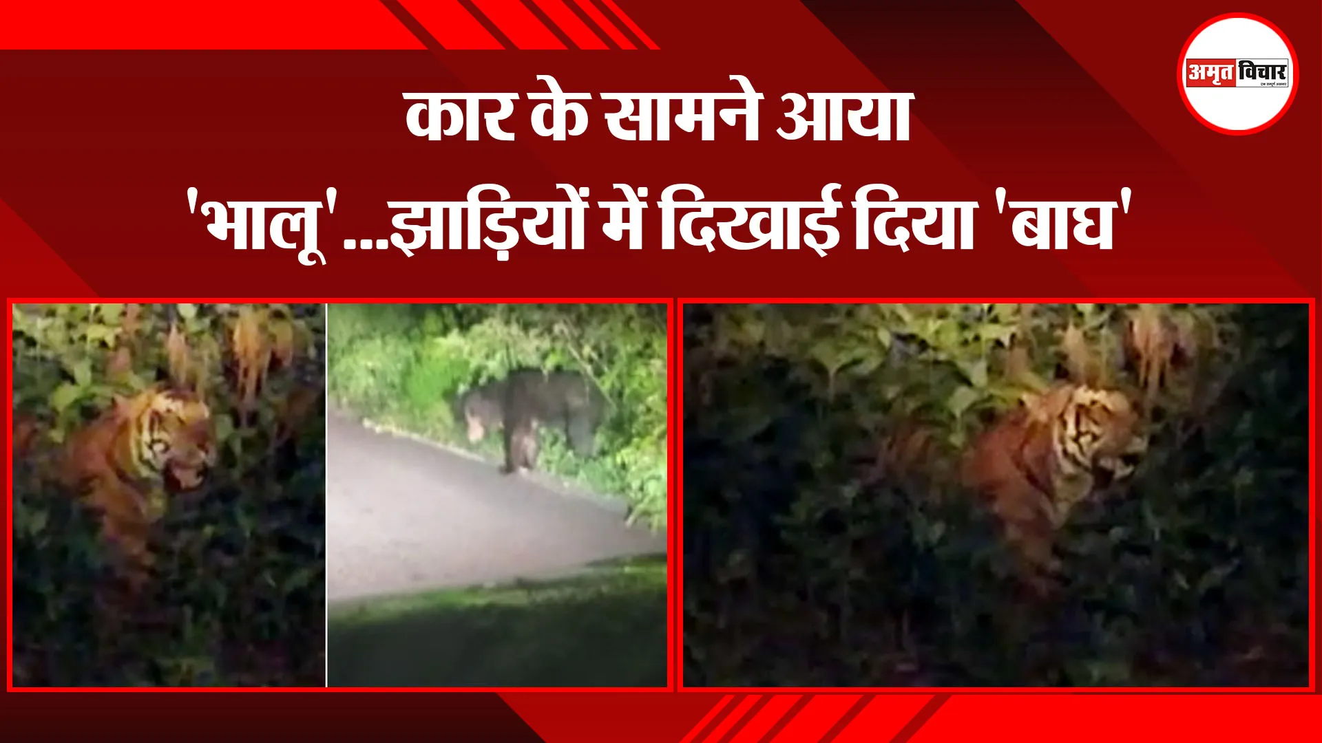 पीलीभीत: कार के सामने आया ‘भालू’…झाड़ियों में दिखाई दिया ‘बाघ’