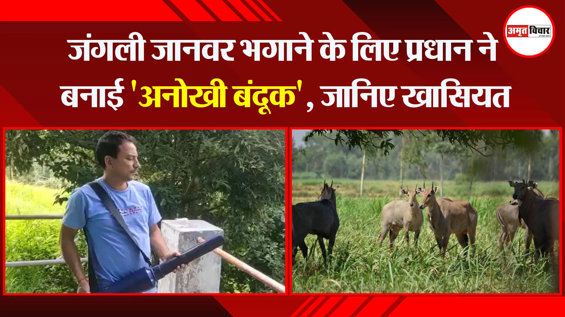 अल्मोड़ा: जंगली जानवर भगाने के लिए प्रधान ने बनाई ‘अनोखी बंदूक’, जानिए खासियत