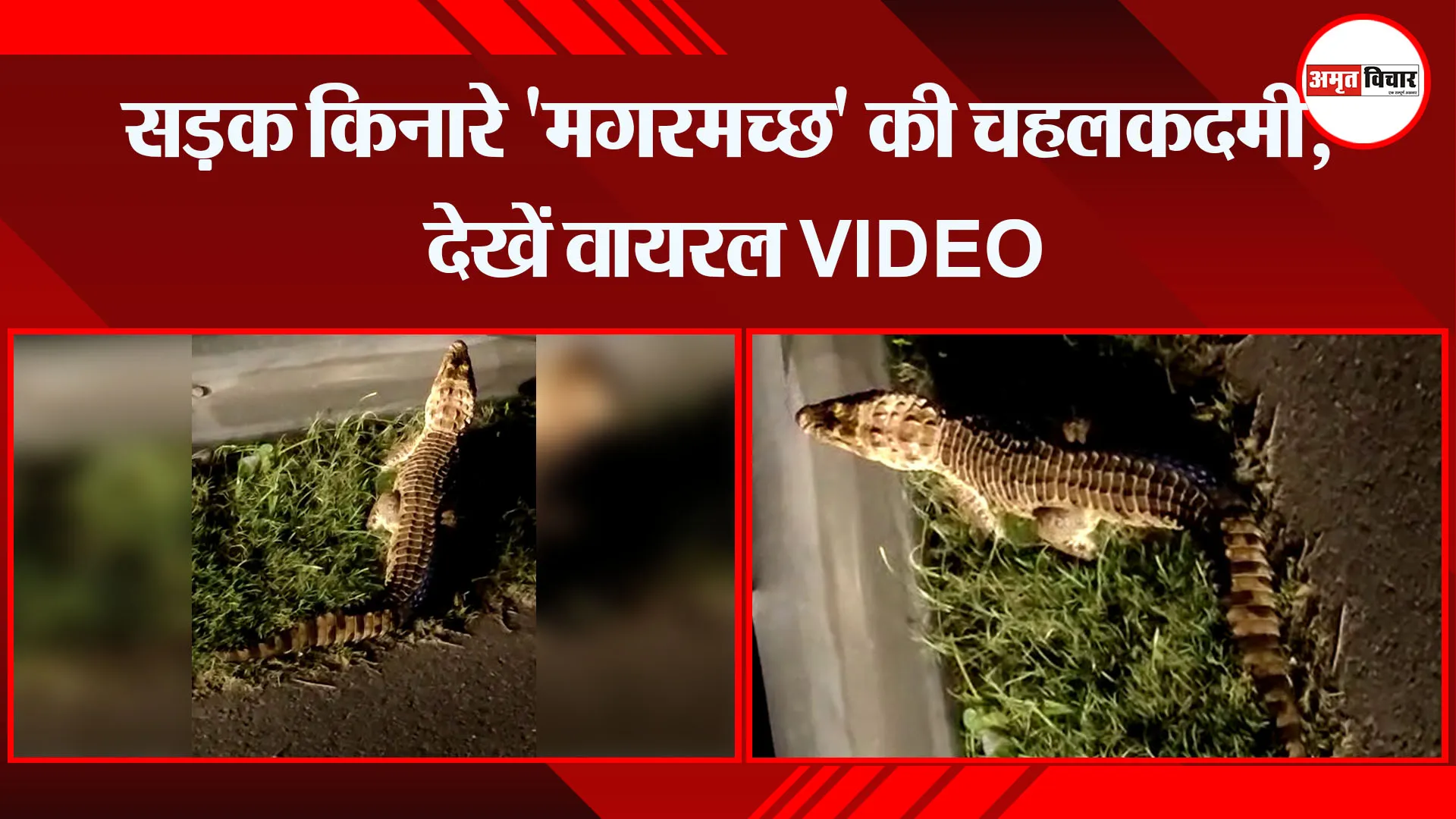 संभल: सड़क किनारे ‘मगरमच्छ’ की चहलकदमी, देखें वायरल VIDEO