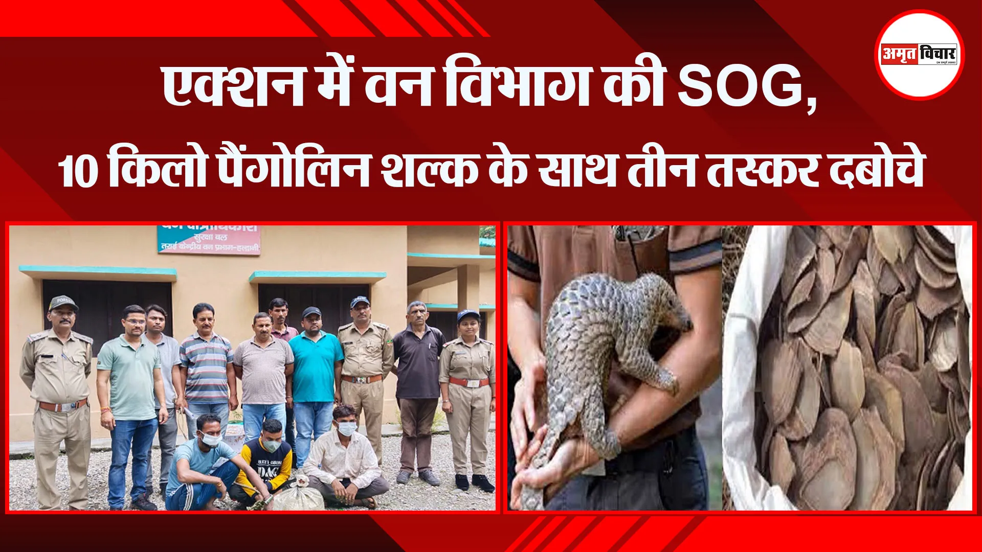 हल्द्वानी: एक्शन में वन विभाग की SOG, 10 किलो पैंगोलिन शल्क के साथ तीन तस्कर दबोचे