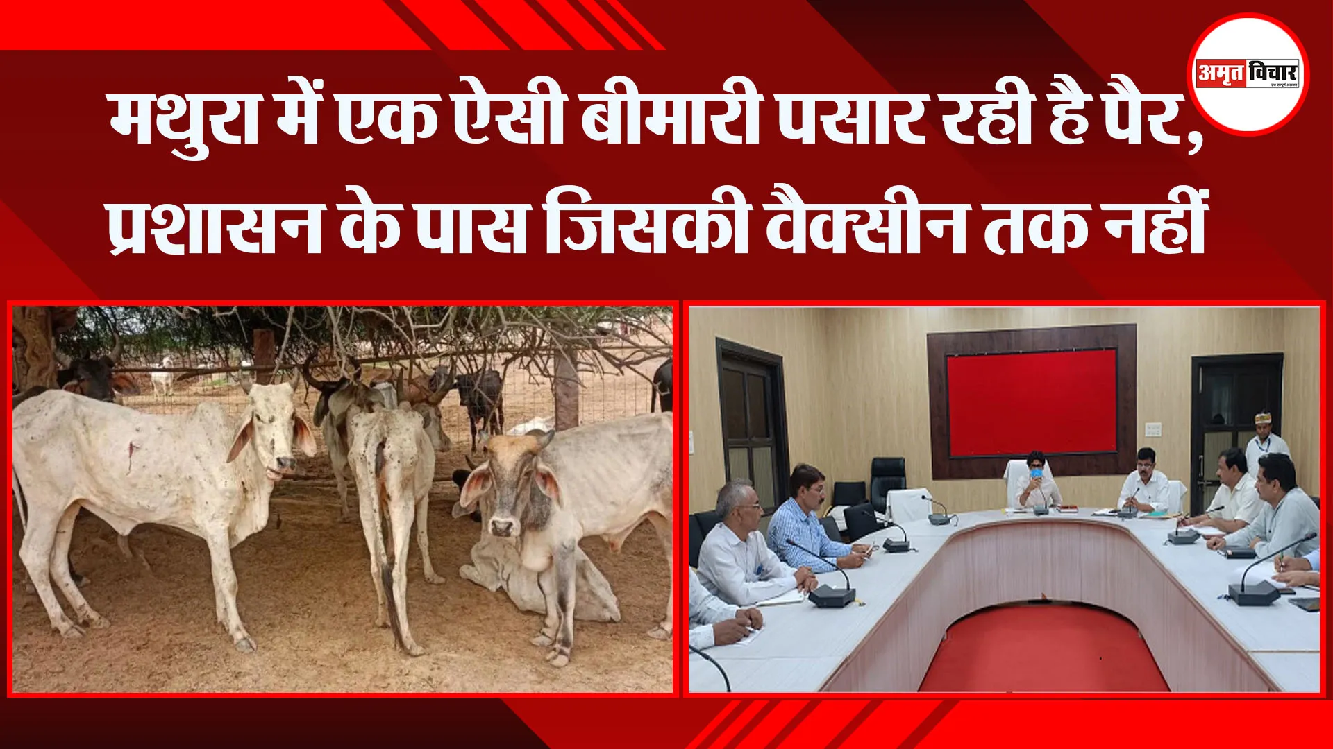 मथुरा में एक ऐसी बीमारी पसार रही है पैर, प्रशासन के पास जिसकी वैक्सीन तक नहीं