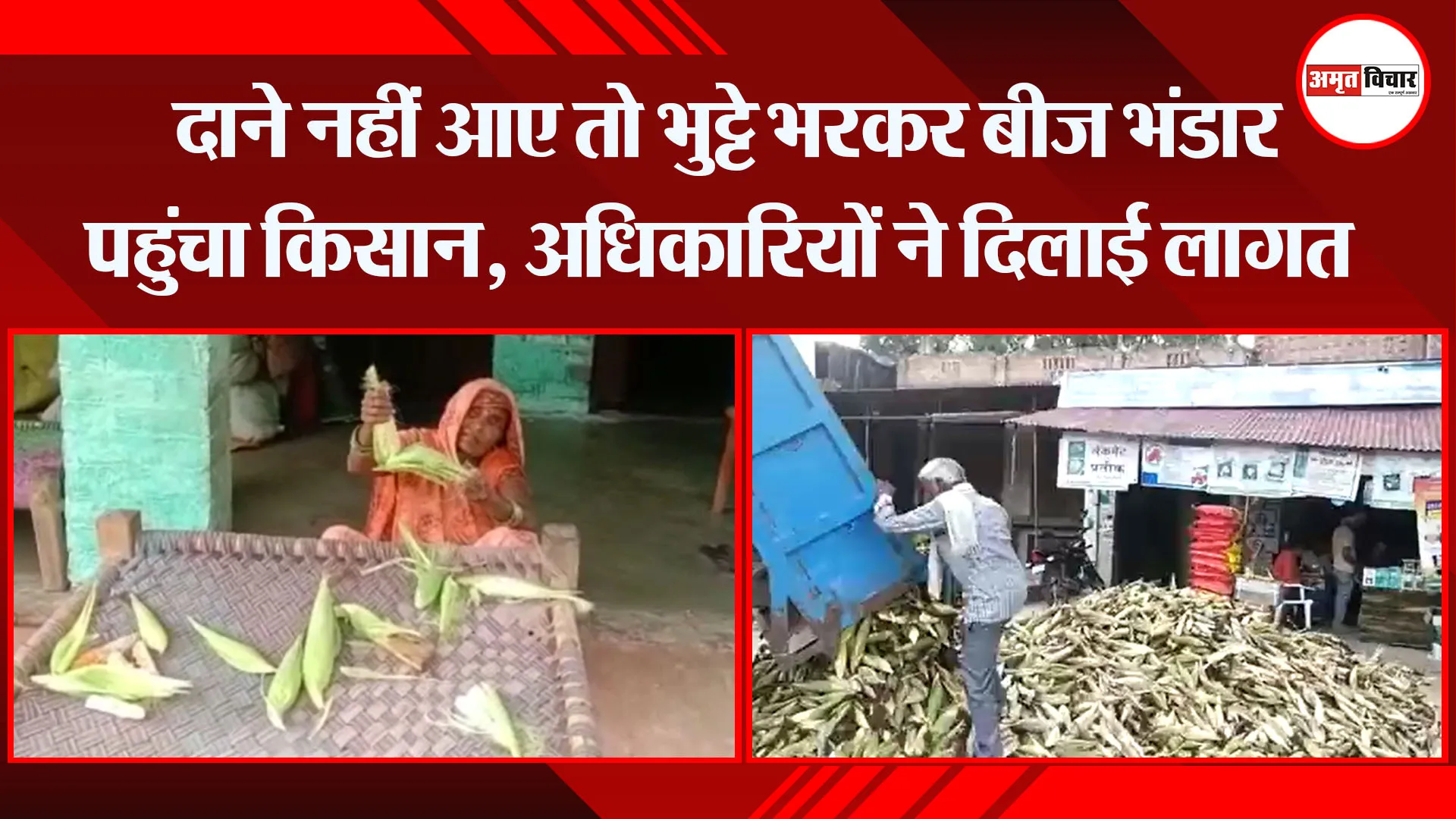 उन्नाव: दाने नहीं आए तो भुट्टे भरकर बीज भंडार पहुंचा किसान, अधिकारियों ने दिलाई लागत