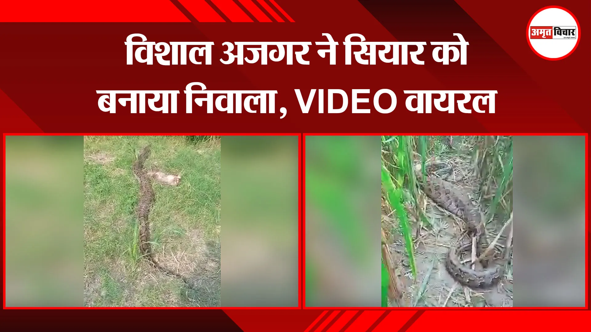 अमरोहा: विशाल अजगर ने सियार को बनाया निवाला, VIDEO वायरल