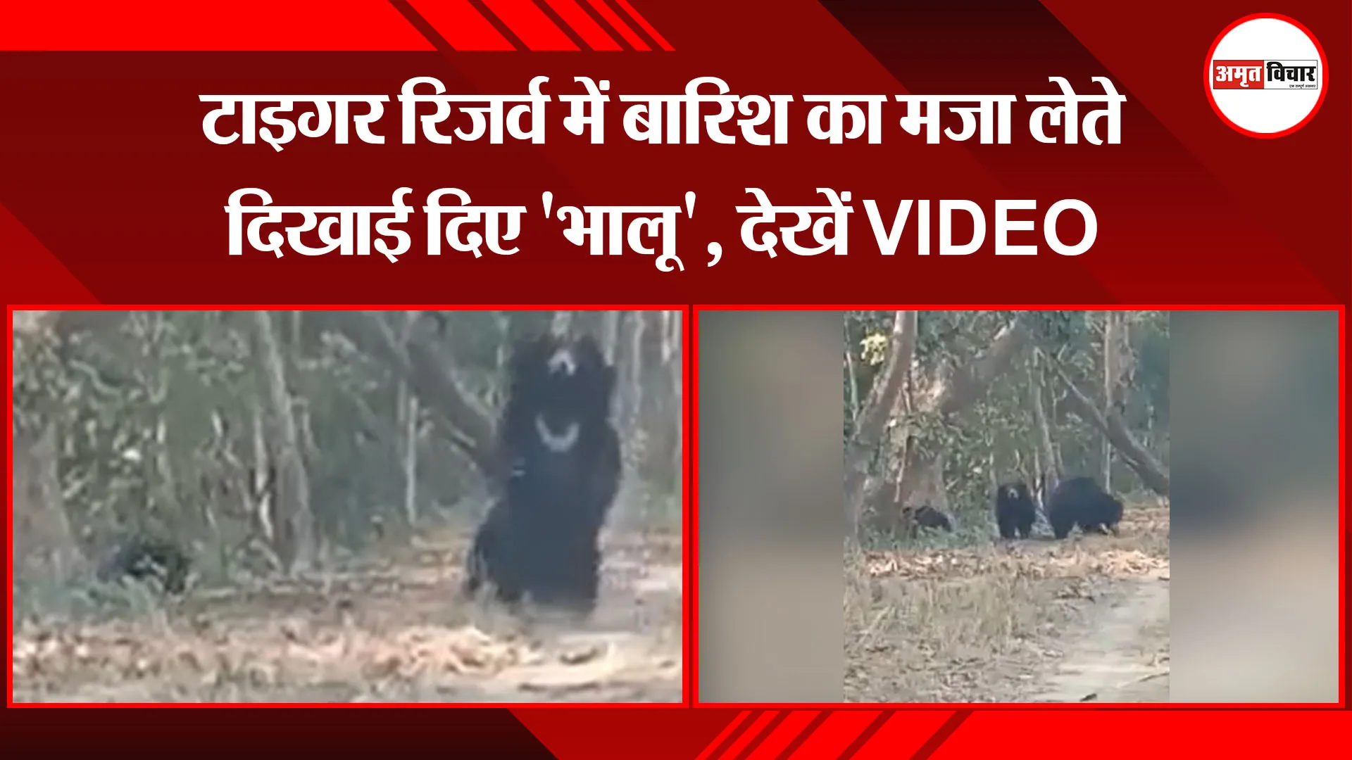 पीलीभीत:  टाइगर रिजर्व में बारिश का मजा लेते दिखाई दिए ‘भालू’, देखें VIDEO