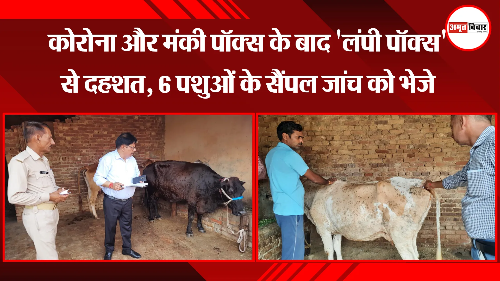 मुरादाबाद: कोरोना और मंकी पॉक्स के बाद ‘लंपी पॉक्स’ से दहशत, 6 पशुओं के सैंपल जांच को भेजे