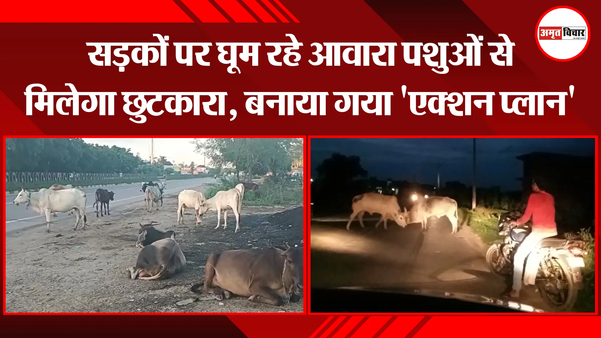 उन्नाव: सड़कों पर घूम रहे आवारा पशुओं से मिलेगा छुटकारा, बनाया गया ‘एक्शन प्लान’