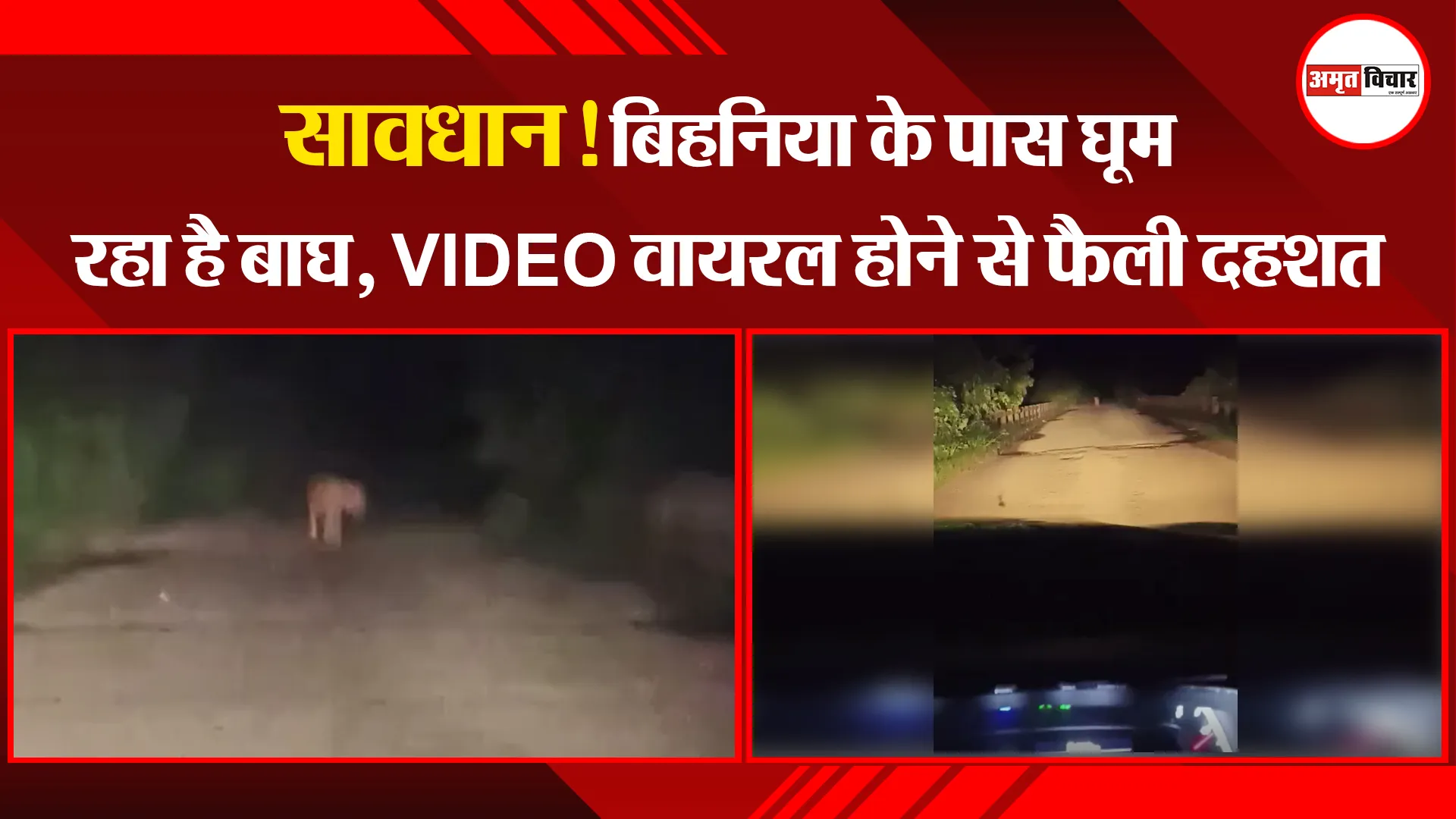 पीलीभीत: सावधान! बिहनिया के पास घूम रहा है बाघ, VIDEO वायरल होने से फैली दहशत