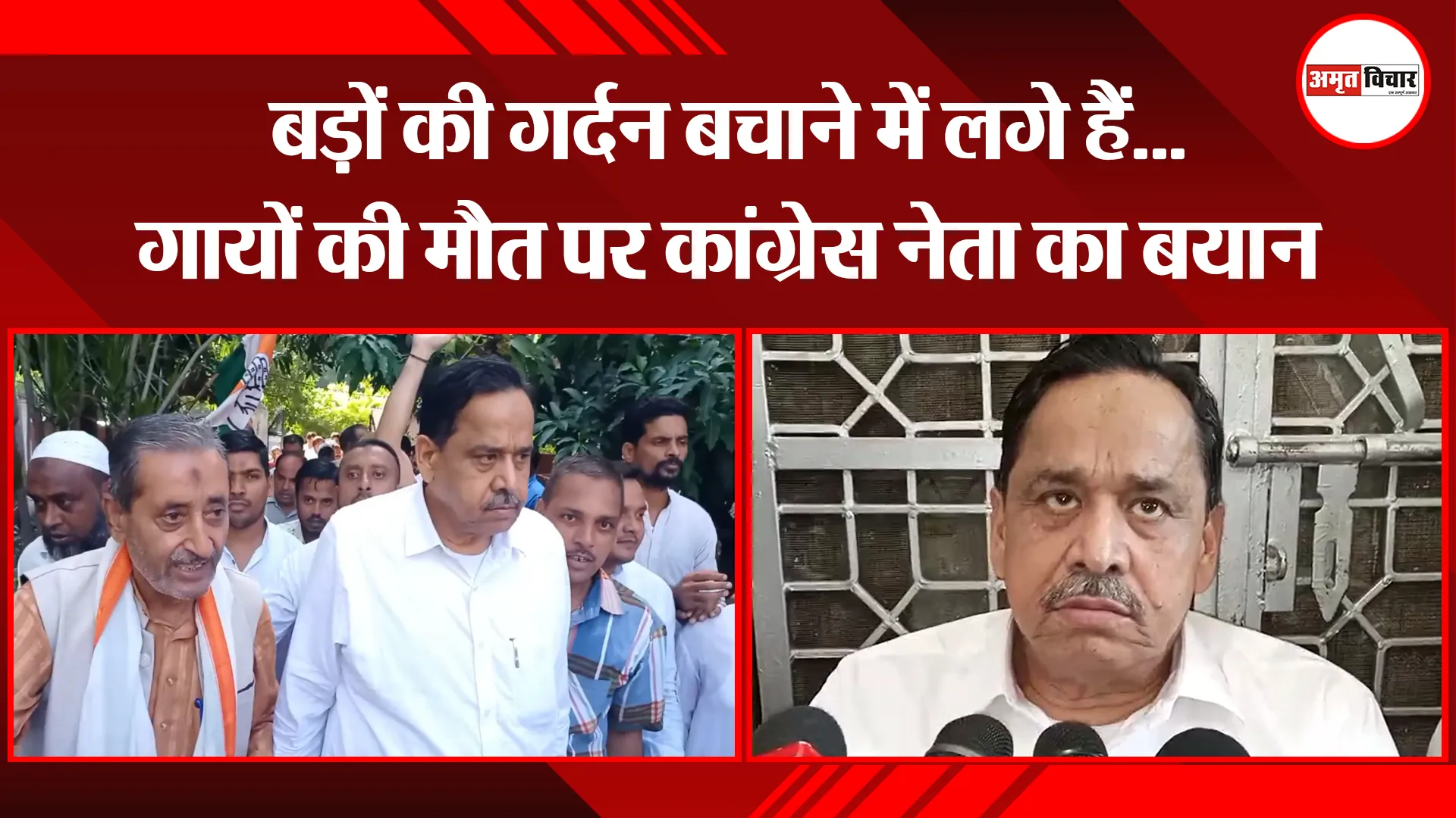 मुरादाबाद: बड़ों की गर्दन बचाने में लगे हैं…गायों की मौत पर कांग्रेस नेता का बयान