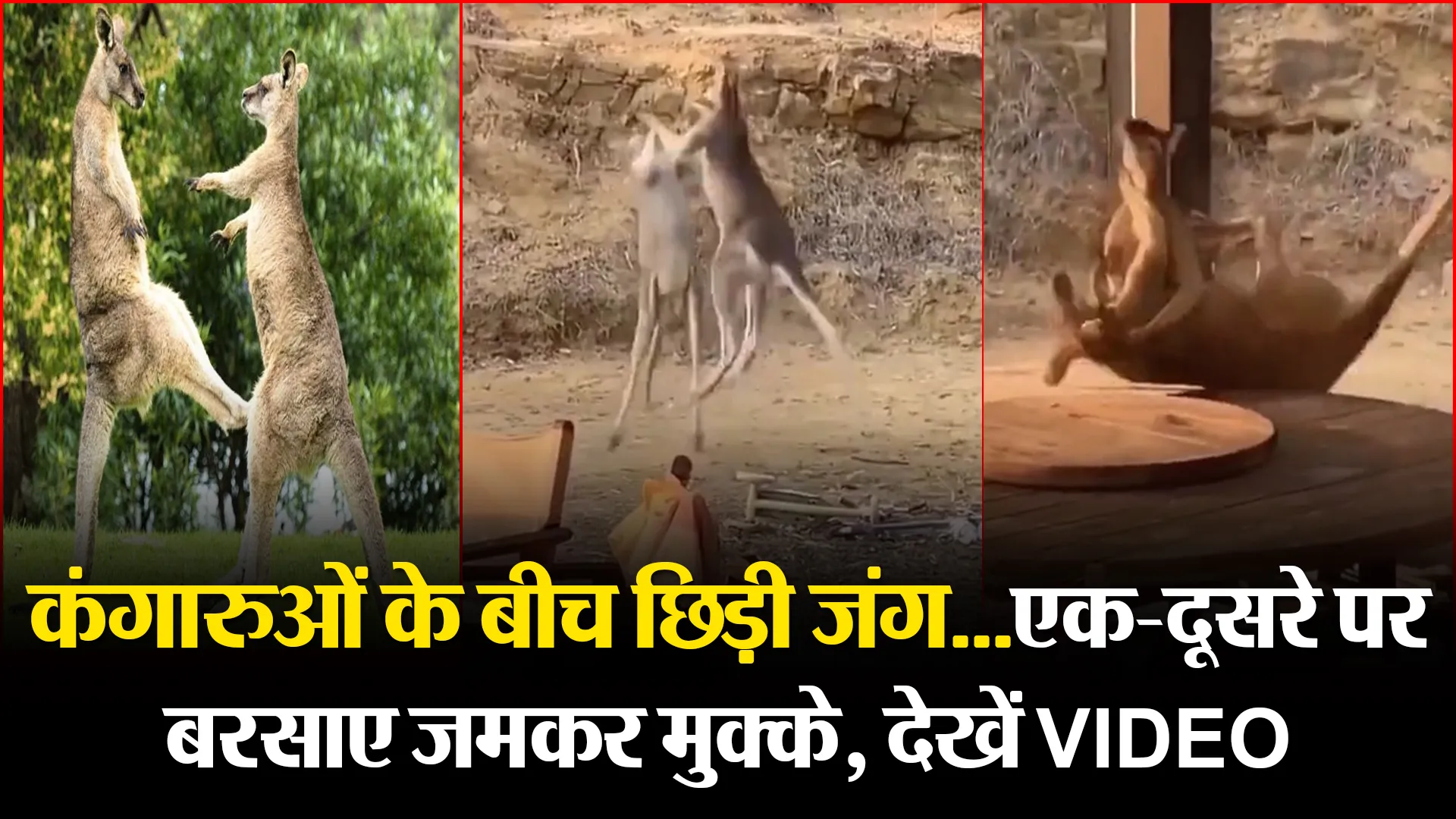 कंगारुओं के बीच छिड़ी जंग…एक-दूसरे पर बरसाए जमकर मुक्के, देखें VIDEO