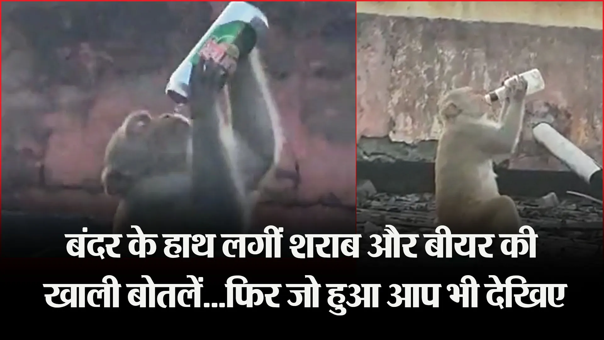 मुरादाबाद: बंदर के हाथ लगीं शराब और बीयर की खाली बोतलें…फिर जो हुआ आप भी देखिए