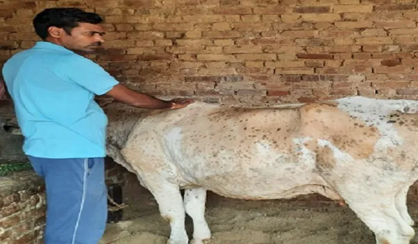 मुरादाबाद : गोवंश में तेजी से फैल रहा लंपी वायरस, 16 संक्रमित