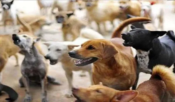 अमरोहा : कुत्तों के झुंड ने किया किशोरी पर जानलेवा हमला, गंभीर