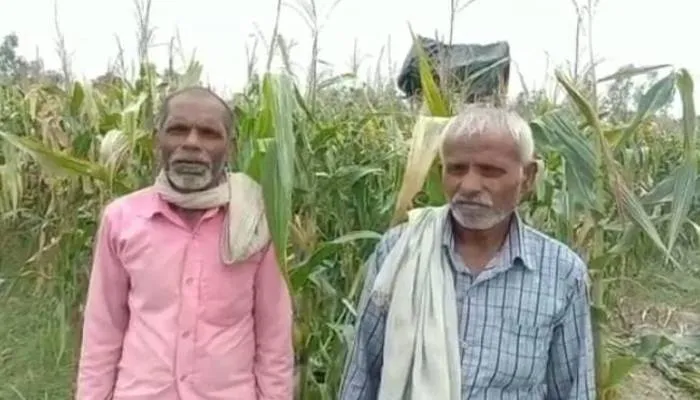 उन्नाव: भुट्टे में नहीं आये दाने तो ट्रॉली भरके किसान पहुंचा बीज भंडार, मांगा मुआवजा