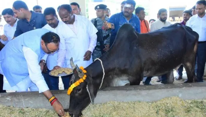 उन्नाव: उप मुख्यमंत्री ब्रजेश पाठक ने गौशाला पहुंचकर की गो-सेवा