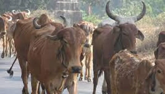 अयोध्या: सीडीओ के निर्देश पर चला छुट्टा पशुओं के खिलाफ अभियान, सड़कों से पकड़े गये 758 मवेशी